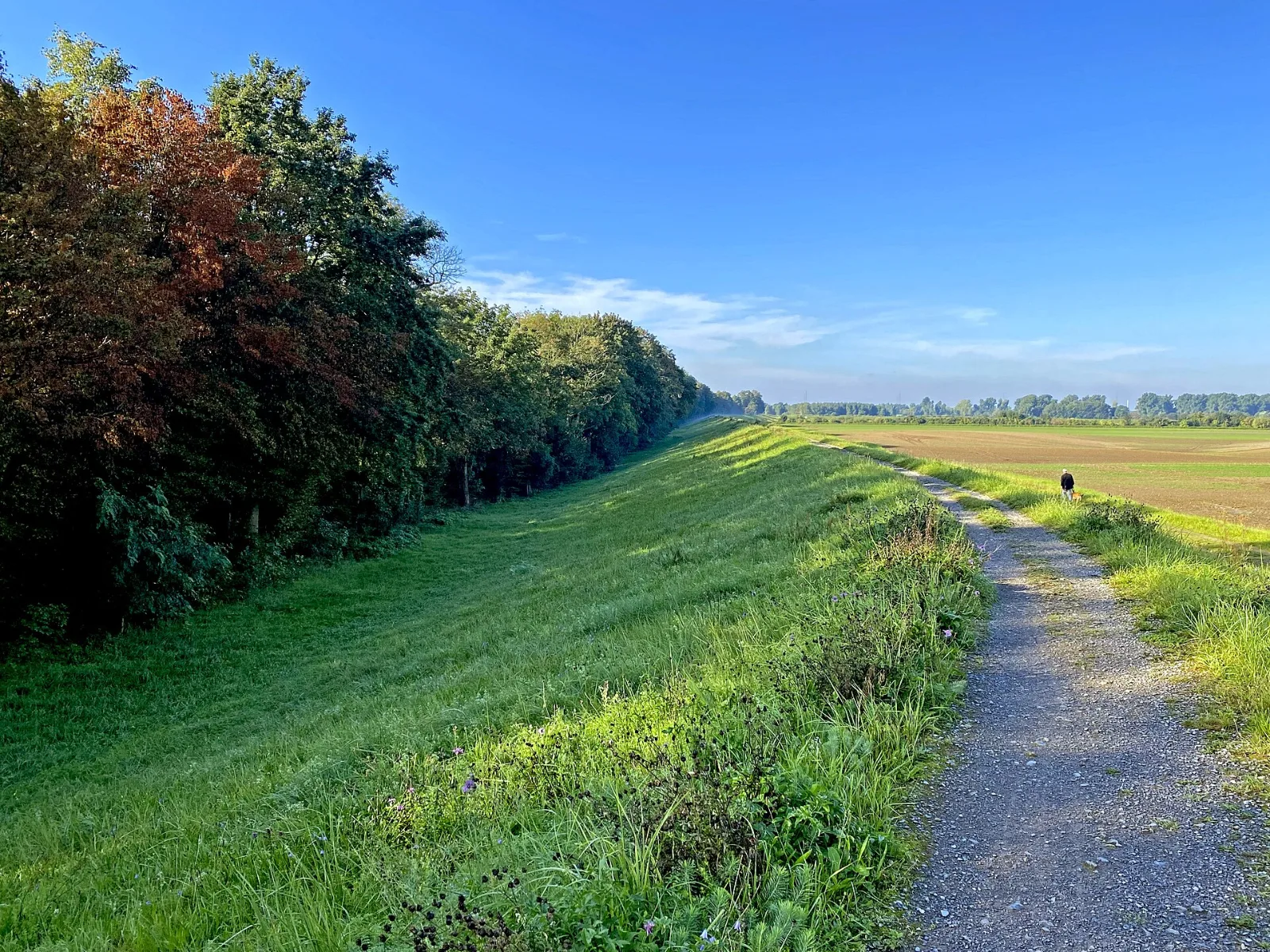 Blütenreicher Deich (Itterdamm) südlich Wiedfeld im Himmelgeister Rheinbogen